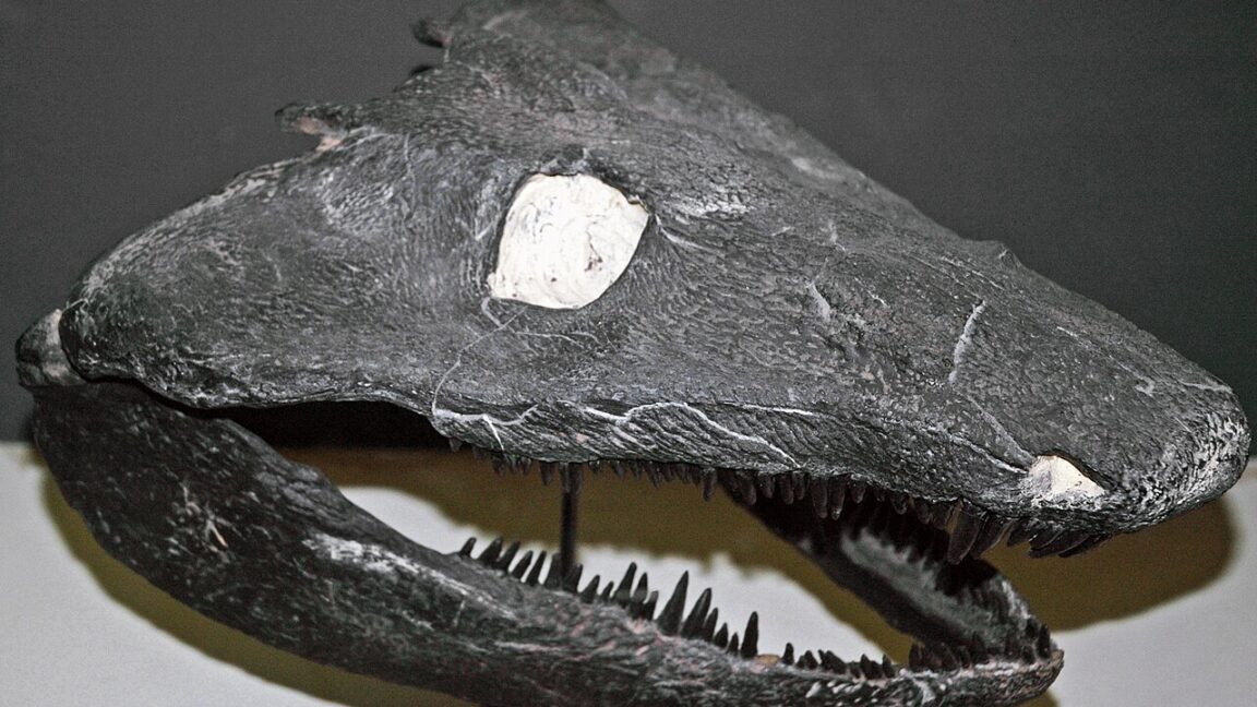 Fossilized remains of early tetrapods, showing evidence they did not have a tadpole stage.